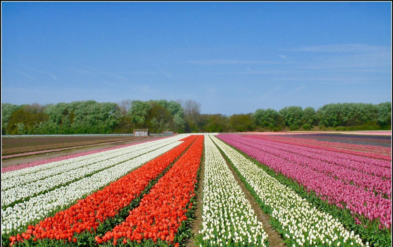 Bed & Breakfast Tegenover De Molen Haarlem Bagian luar foto